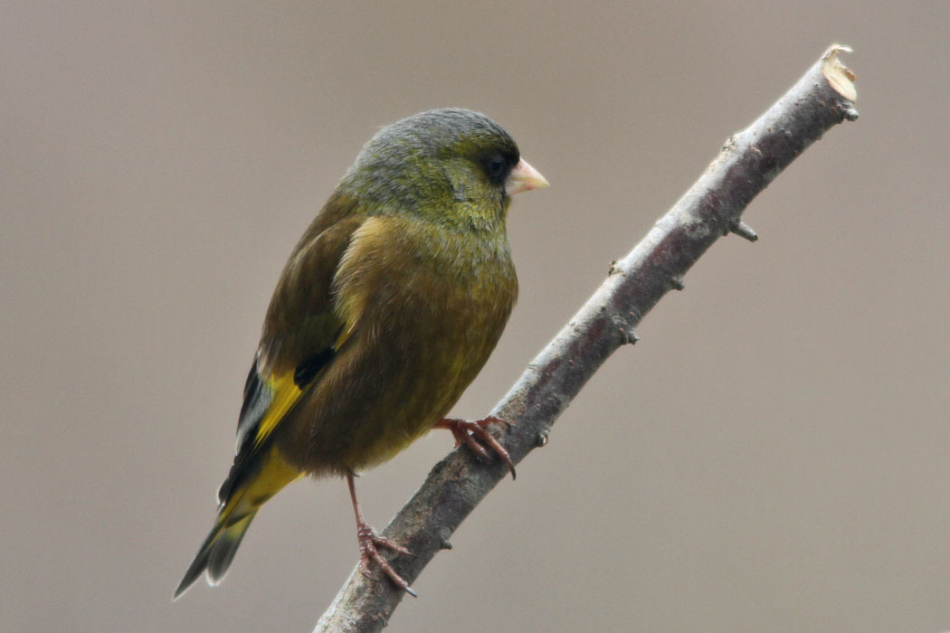 環境省の箱根ビジターセンターからの野鳥観察 ここにもガビチョウがいるね